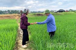 Cao điểm phòng trừ sinh vật gây hại lúa vụ Mùa