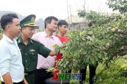 Ph&aacute;t triển n&ocirc;ng nghiệp gắn với n&acirc;ng cao năng suất, chất lượng sản phẩm