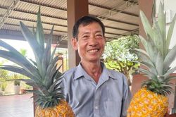 Người nông dân 30 năm làm giàu từ cây dứa Nữ hoàng