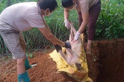 27 xã, phường xuất hiện Dịch tả lợn châu Phi