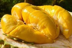 Tại sao nhiều khách sạn cấm mang quả sầu riêng vào phòng?