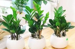 Trồng cây kim tiền trong nhà: 1 việc nên làm và 4 điều cần tránh để cây luôn xanh tốt, hút tài lộc
