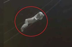 'Vị khách lạ' có đôi mắt tròn xoe nhìn chằm chằm xuống từ dây điện khiến người dân 'nổi da gà', biết khả năng đặc biệt của nó ai cũng dè chừng