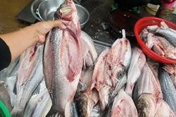Có nên mua cá đã mổ sẵn? Chỉ cần kiểm tra 4 dấu hiệu này là biết cá còn tươi hay không