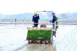 Nông dân xã Tây Tiền Hải gieo cấy đạt 90% diện tích lúa mùa