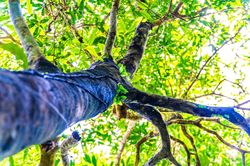 Lạc giữa đại ngàn đất mỏ Quảng Ninh, chạm vào 'báu vật xanh' hàng trăm năm tuổi