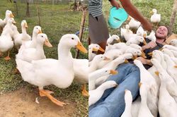 Cảnh khách Tây 'phê massage vịt' ở Hội An khiến dân mạng Việt cũng muốn thử
