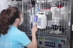 Từ những cuộc giải cứu mèo con bị bỏ rơi đến bài học về trách nhiệm với thú cưng