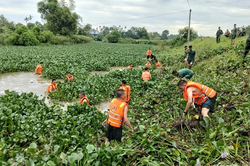 Bộ đội về l&agrave;ng, Sao V&agrave;ng đường s&aacute;ng, bản quang