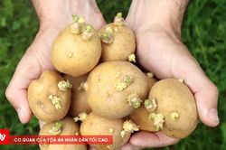 Một người tử vong nghi ngộ độc sau khi ăn canh khoai tây mọc mầm