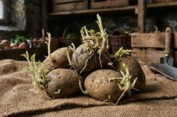 Ăn canh nấu từ khoai t&acirc;y mọc mầm, cụ b&agrave; 69 tuổi tử vong