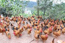 Ph&aacute;t hiện sớm, kh&ocirc;ng để c&uacute;m gia cầm l&acirc;y lan tr&ecirc;n diện rộng