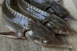 Loại cá có vẻ ngoài xấu xí nhưng lại là 'kho báu dinh dưỡng': Thịt dày, ít tanh, giàu omega-3