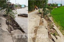 Người d&acirc;n Đồng Th&aacute;p thấp thỏm lo đ&ecirc; bao xuống cấp trước m&ugrave;a lũ cận kề