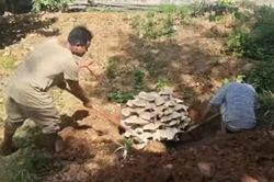Phát hiện cây nấm nặng hơn 50kg, người chứng kiến không tin vào mắt mình