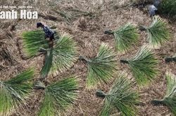 Theo dấu sợi cói, chạm vào hồn quê