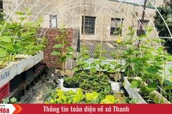 Không gian xanh trên sân thượng