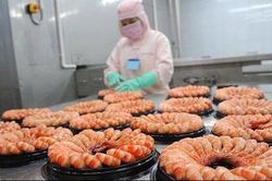 Doanh thu giảm, nhờ đâu lợi nhuận của Sao Ta vẫn tăng hơn 60%?