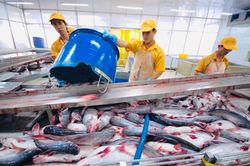 Xuất khẩu cá tra đạt trên 1 tỷ USD: Thách thức và triển vọng cuối năm