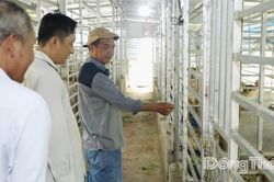 Triển vọng từ m&ocirc; h&igrave;nh nu&ocirc;i hươu sao lấy nhung