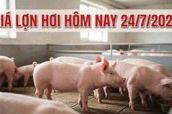 Gi&aacute; lợn hơi ng&agrave;y 24/7/2026: L&agrave;o Cai l&ugrave;i về v&ugrave;ng gi&aacute; thấp nhất miền Bắc