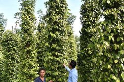 Bảo vệ 'sức khỏe' đất trồng tiêu