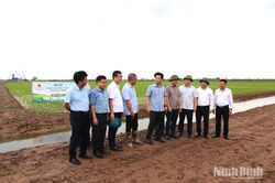 Lãnh đạo UBND tỉnh kiểm tra sản xuất lúa vụ Mùa năm 2026