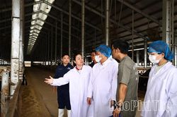 Tháo gỡ khó khăn Dự án Tổ hợp trang trại và nhà máy chế biến thịt bò Tam Đảo