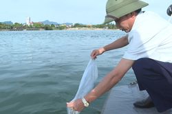 Thả 1 triệu con tôm sú giống xuống cửa biển Nhật Lệ nhằm tái tạo nguồn lợi thủy sản