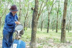 Giá cao su: Yếu tố hỗ trợ và sức ép đan xen