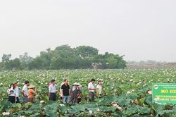 Đánh thức tiềm năng cây hoa sen, phát triển nông nghiệp đa giá trị