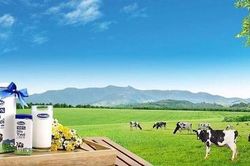 Vinamilk (VNM) b&aacute;o l&atilde;i nửa đầu năm 2026 tăng mạnh 38%, xuất khẩu đ&oacute;ng vai tr&ograve; điểm s&aacute;ng