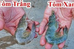 Đi chợ mua tôm nên chọn tôm trắng hay tôm xanh thì ngon hơn?