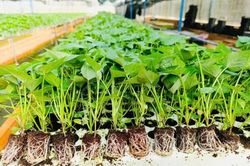 Lâm Đồng cấp phép xuất khẩu hạt giống khoai tây phục vụ nghiên cứu sang Ấn Độ