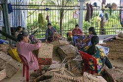 Cỏ b&agrave;ng Đồng Th&aacute;p Mười - Sức sống xanh từ miền đất ngập nước