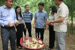 Quảng Trị: Tổ chức hội nghị phát triển kinh tế nông nghiệp xanh, nông nghiệp hữu cơ, tuần hoàn