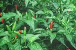 Loại lá nhiều người bỏ đi nhưng giàu canxi, được ví như 'nhân sâm của người nghèo'