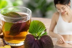 Uống nước lá tía tô với gừng có giúp giảm cân không?