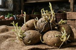 Ăn canh khoai tây mọc mầm 1 người tử vong 3 người đi cấp cứu nghi ngộ độc