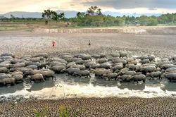 Quản trị rủi ro thiên tai do tác động của El Nino