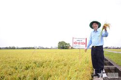 Mất tay phải, 'viết lại cuộc đời' bằng tay trái - Bài 1: Từ 'coi như chết rồi' đến giảng đường đại học