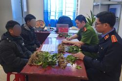 Tuyên án kẻ trộm 100 cây sâm Ngọc Linh