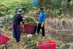 Gi&aacute; kh&oacute;m Đồng Th&aacute;p tăng gấp đ&ocirc;i, n&ocirc;ng d&acirc;n c&oacute; l&atilde;i trở lại