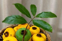 Loại quả gắn với tuổi thơ vào mùa nhưng nhóm người này không nên sử dụng