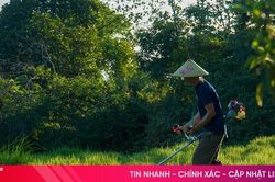 Khi cỏ trở thành cây trồng có giá trị kinh tế
