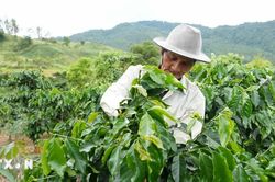 Quảng Ngãi: Thay đổi tư duy sản xuất, mở hướng thoát nghèo cho đồng bào vùng cao