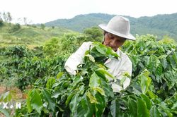 Quảng Ngãi: Thay đổi tư duy sản xuất, mở hướng thoát nghèo cho đồng bào vùng cao