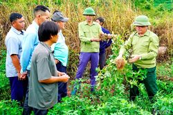 Quảng Lâm đẩy mạnh chuyển đổi cơ cấu cây trồng