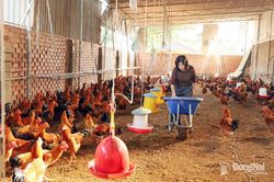 Chăn nuôi kỳ vọng tiếp tục tăng trưởng tốt