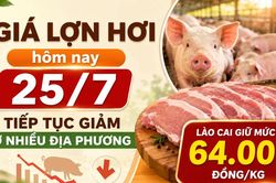 Giá lợn hơi hôm nay 25/7: Tiếp tục giảm ở nhiều địa phương, Lào Cai giữ mức 64.000 đồng/kg